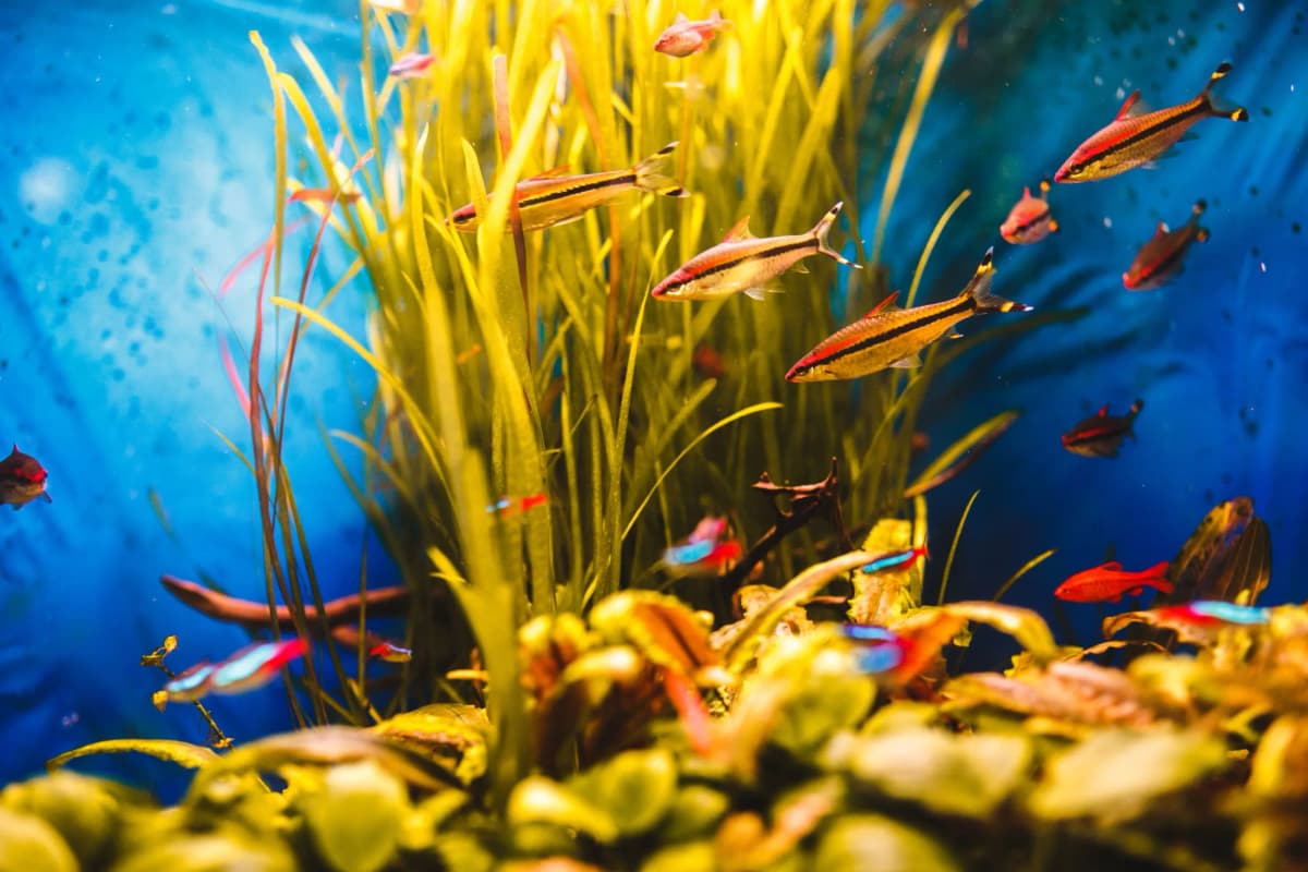 Professional aquarium maintenance by Tank Doc in Bangalore