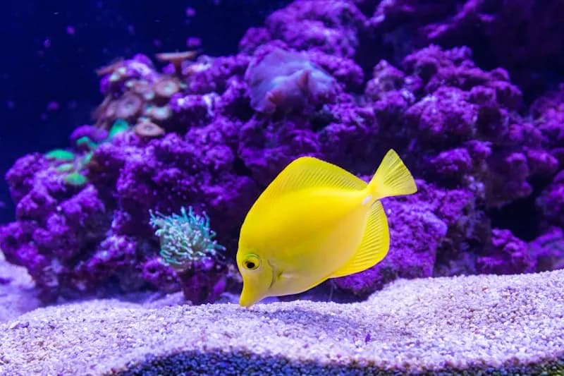 Understanding Aquarium Water Parameters: pH, Ammonia & More