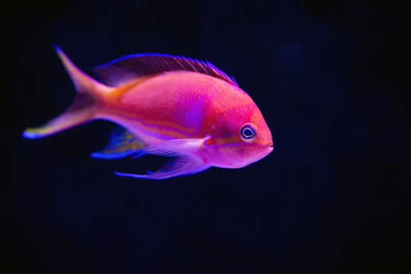 Goldfish Care Guide: Tank Size, Feeding & Lifespan Facts