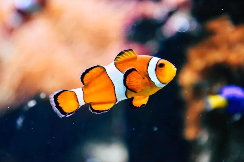 Aquarium Lighting Guide: Best Lights for Fish & Plants
