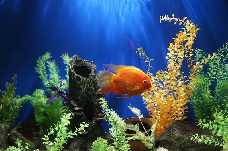 Betta Fish Care Guide: Tank Setup, Feeding & Health Tips