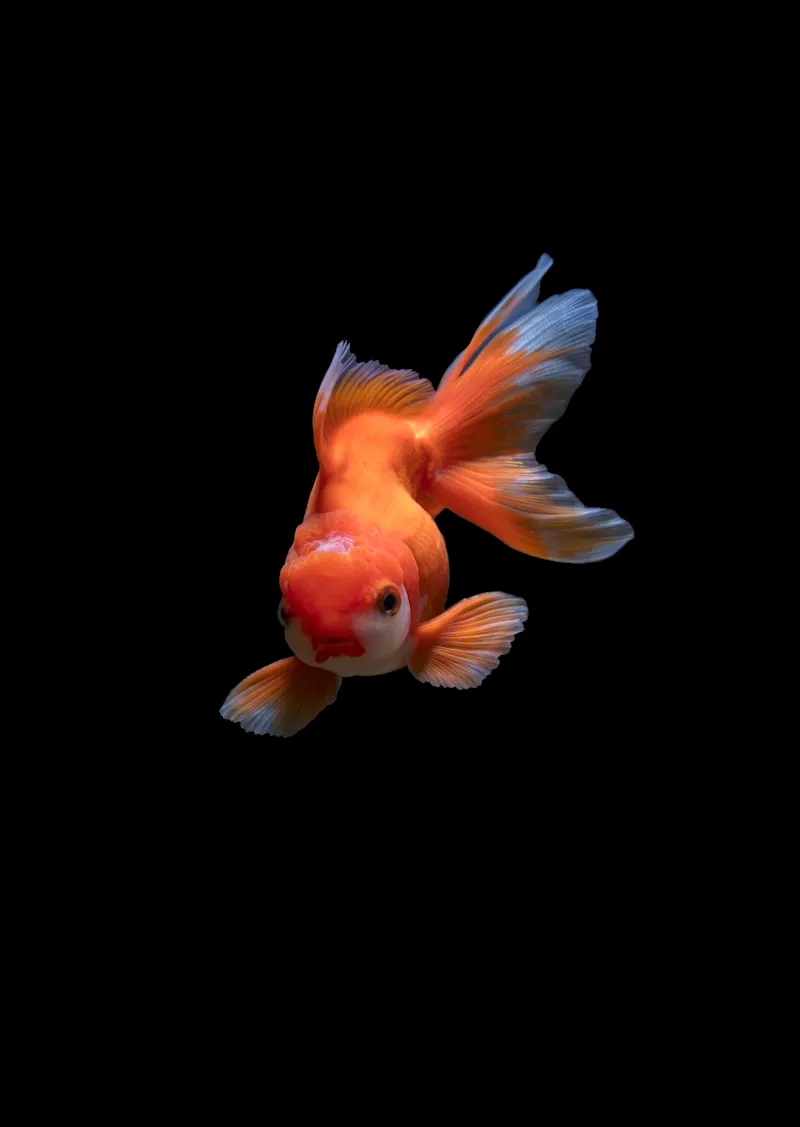 Best Fish for Outdoor Ponds in India (2026)